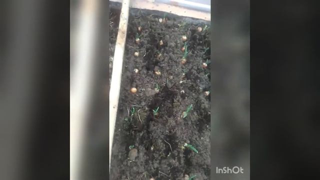 ПЕРВЫЕ РАБОТЫ В ТЕПЛИЦЕ!!! смотреть онлайн