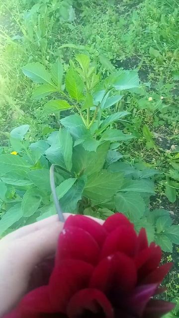 #мем #прикол #смешно #юмор #рекомендации #весело #интере смотреть онлайн
