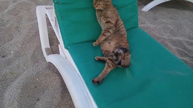 Постоянный клиент на пляже Клеопатры смотреть онлайн