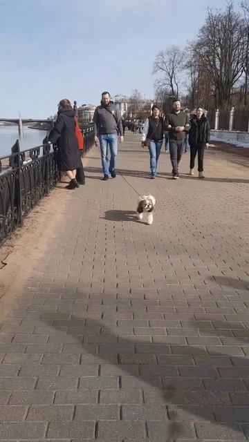 Гуляем по набережной #шитцу #моменты #собака #2024 #весна смотреть онлайн
