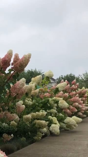 ВЕЛИКОЛЕПНЫЕ ГОРТЕНЗИИ#гортензія #hortensia #hydrangea #гортен?