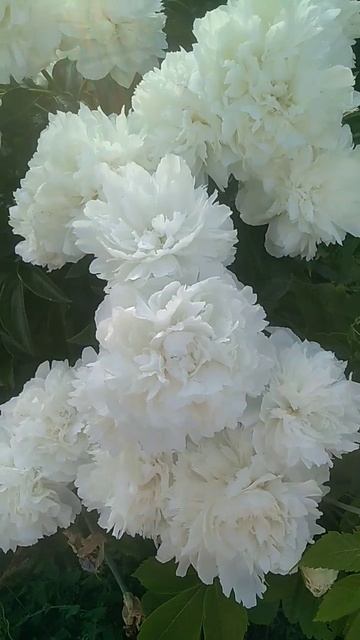 Пиончики #пионы #flowers #лето #цветы смотреть онлайн