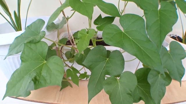 Подсолнечник (микрозелень на балконе) смотреть онлайн