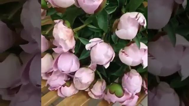 Букет из 25 нежно-розовых пионов Сара Бернар смотреть онлайн