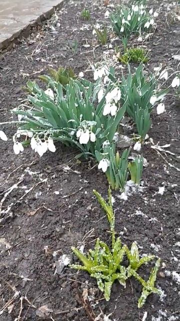 Цветы в снегу. Одесса 25.03.2021 смотреть онлайн