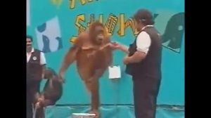 Смешные обезьяны  Приколы с обезьянами  Funny monkey  Fun with monkeys