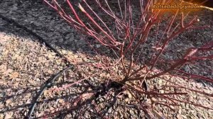 Дерен белый-весенняя обрезка #сад #обрезка #обрезкасад