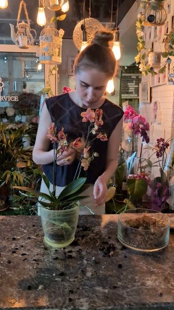 Как пересадить орхидею смотреть онлайн