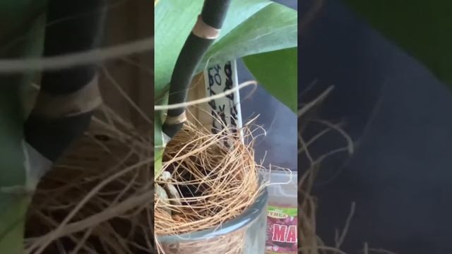 Через месяц начинают расти корни смотреть онлайн