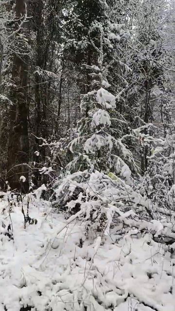 Снегопады пришли на Урал! #лес #снег #зима #урал смотреть онлайн