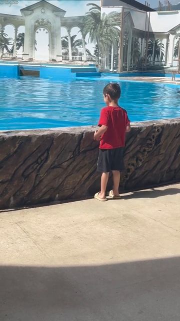 #абхазия#гагры#дельфины смотреть онлайн