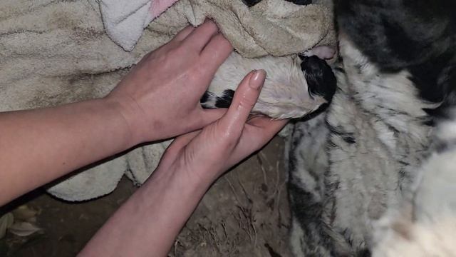 4 часть. Эльза родила второго. 4 часа утра. 05 апреля 2025 г? смотреть онлайн