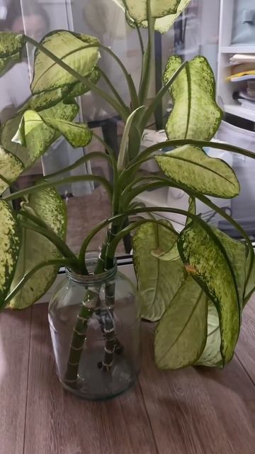 Черенкование диффенбахии🌿 #plants #комнатныецветы #рас смотреть онлайн