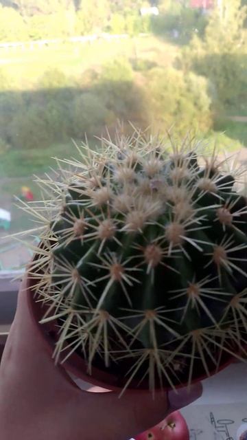 Эхинокактус Грузони #кактус #cactus #суккуленты #plants #подп смотреть онлайн