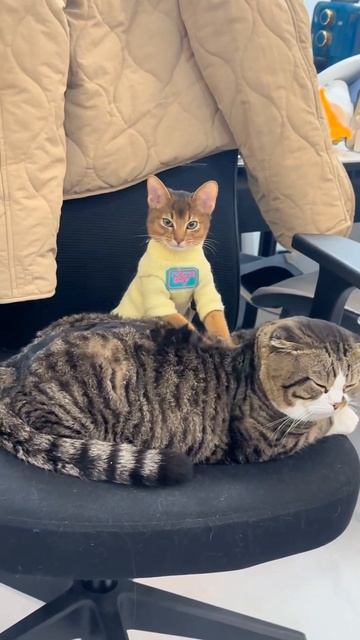 Массаж другу. Любителям кошек котов и котят. #кот #cat #ко смотреть онлайн