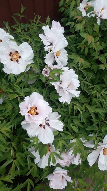 СУПЕР ПИОНЫ!)) смотреть онлайн