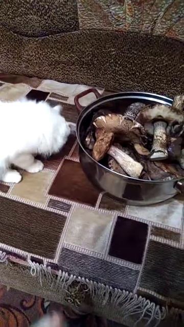 кот ест сырые грибы смотреть онлайн