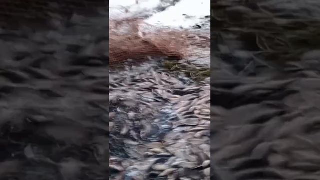 мунха 2023 Сунтар. рыбалка в якутии