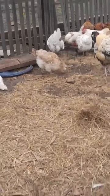 Кто-то несется по два раза #деревня #село #куры #shorts смотреть онлайн