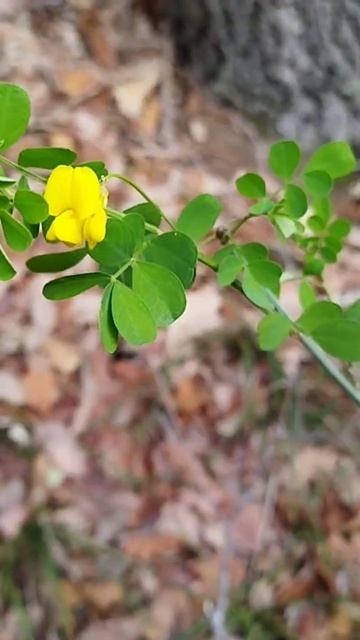 Середина декабря, зацветает вязель! #болгария #nature #при смотреть онлайн