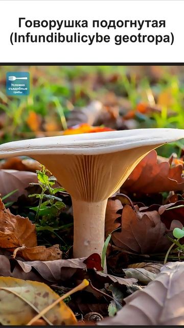 ГРИБЫ ГОВОРУШКИ ВСЕ ВИДЫ (2 часть) #short #shorts #shortsvideo смотреть онлайн