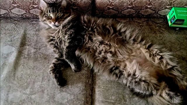 Как развлечь мейн-куна: лучшие игры для больших котов