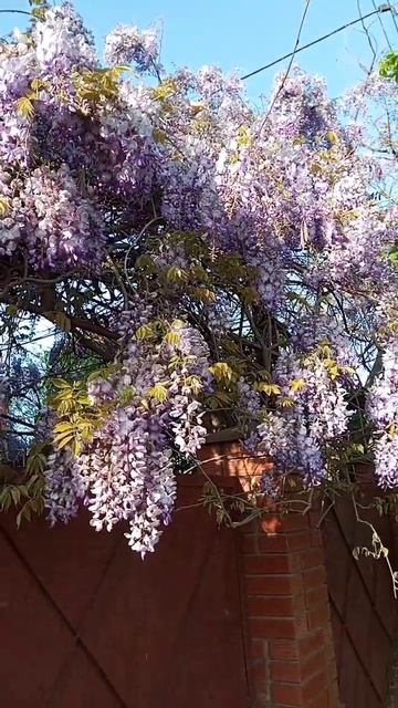 #весна #цветы #цветыдлядома #цветёт #апрель #2024 #глицини смотреть онлайн