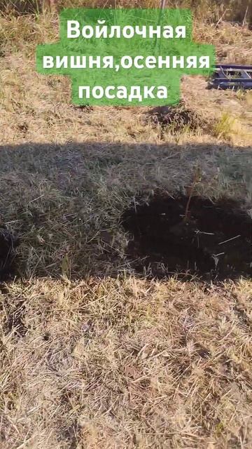 Лето #дача #огород #garden #сад смотреть онлайн