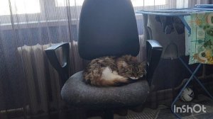 Совсем не так как вы думаете) Объясняю) Тушу капусту с сосисками) К зубному)