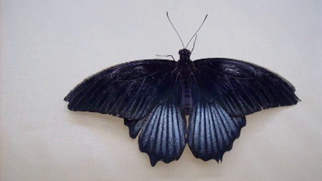 ЦК и ОМ выставка бабочек.wmv смотреть онлайн