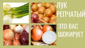 ЧТО БУДЕТ ЕСЛИ ЕСТЬ ЛУК КАЖДЫЙ ДЕНЬ ВЫ БУДЕТЕ В ШОКЕ