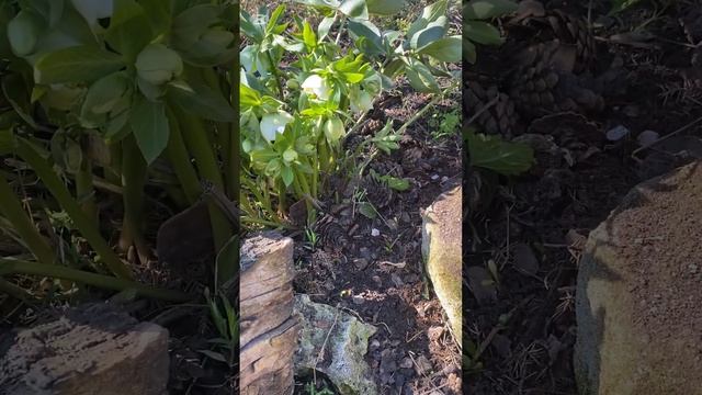 Морозник, весенний первоцвет! смотреть онлайн