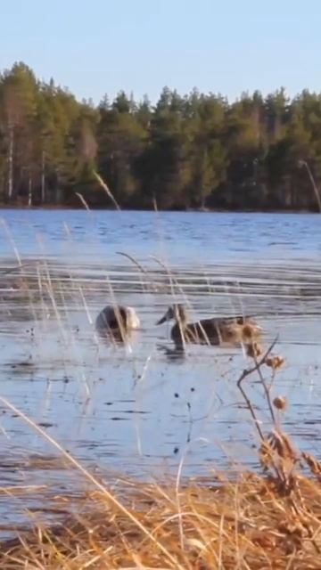 КУРОРТЫ ТЮМЕНИ. ОЗЕРО СИНГУЛЬ.УЧАСТКИ ИЖС НА БЕРЕГУ смотреть онлайн