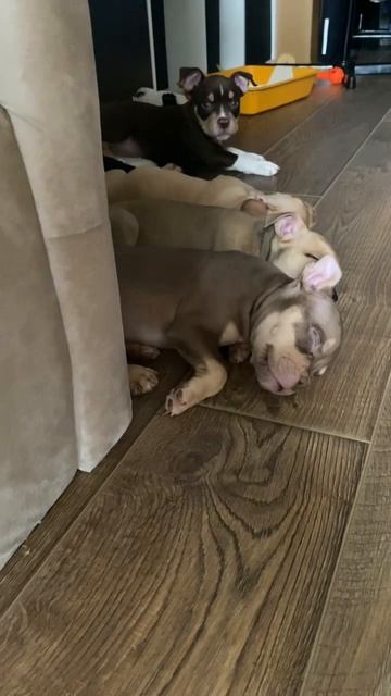 Щенячий сад,ясельная группа🫶Есть свободные детки смотреть онлайн