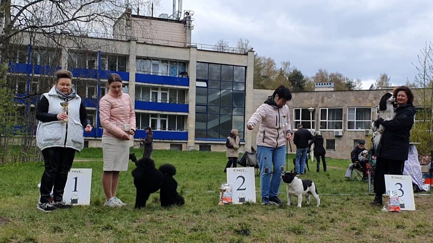 10.05.2025, СПб. "Кеннел-Клуб СПб" (РКФ, РФЛС). Выставка собак САС 9 группы FCI смотреть онлайн