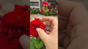 ИВ_Королева Бирмы Пеларгония