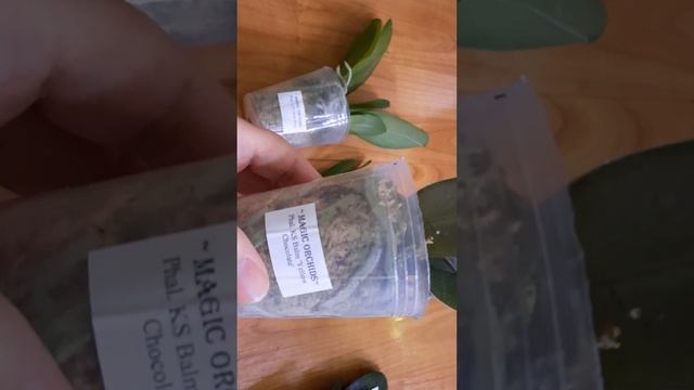 Распаковка шести азиатских орхидей от MAGIC ORCHIDS #orchid #фа? смотреть онлайн