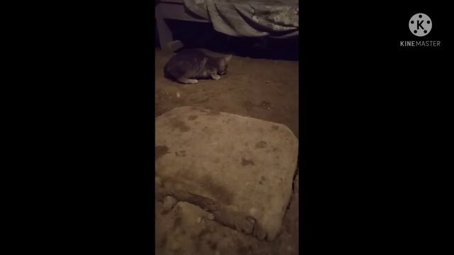 Жук и котёнок. || Ев-Гений || смотреть онлайн