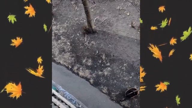 Находчивый хозяин кот приколы смотреть онлайн