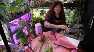 Филодендрон Plowmanii Пловмани уход, содержание, размноже?