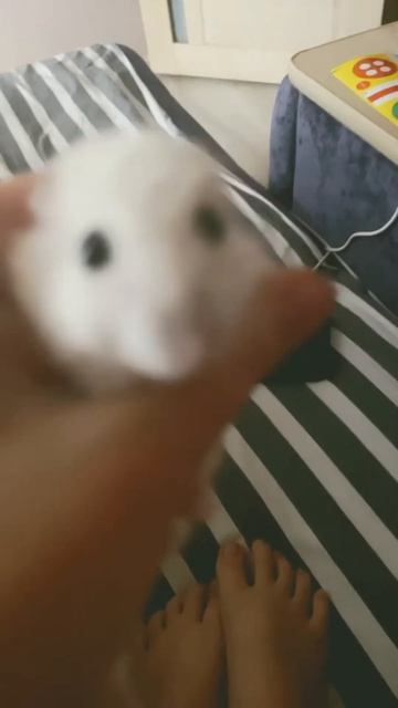 Чтоб было если бы мы понимали животных смотреть онлайн