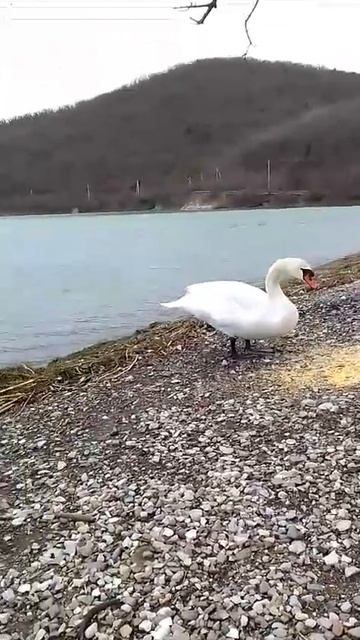 Лебедь красавчик ❤️ смотреть онлайн