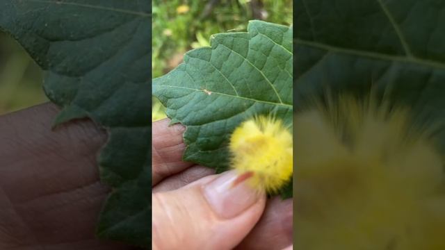 Желтая пушистая гусеничка смотреть онлайн