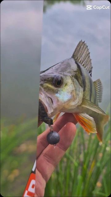 Ультра лайт + экстра фаст. смотреть онлайн