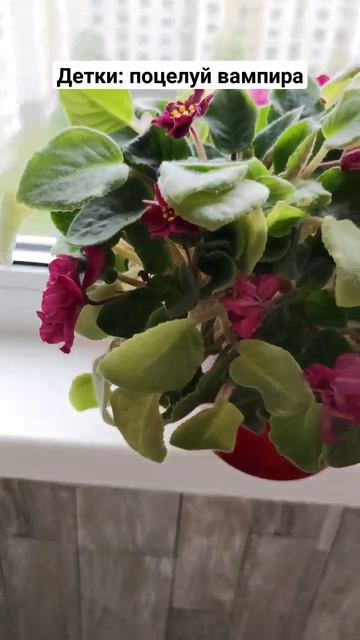ДЕТКИ ФИАЛКИ "ПОЦЕЛУЙ ВАМПИРА" #люблюцветы #хоббицветы смотреть онлайн