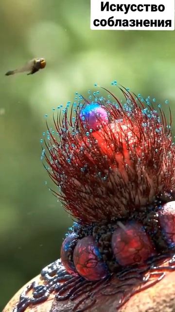 Насекомоядные растения. Искусство соблазнения смотреть онлайн