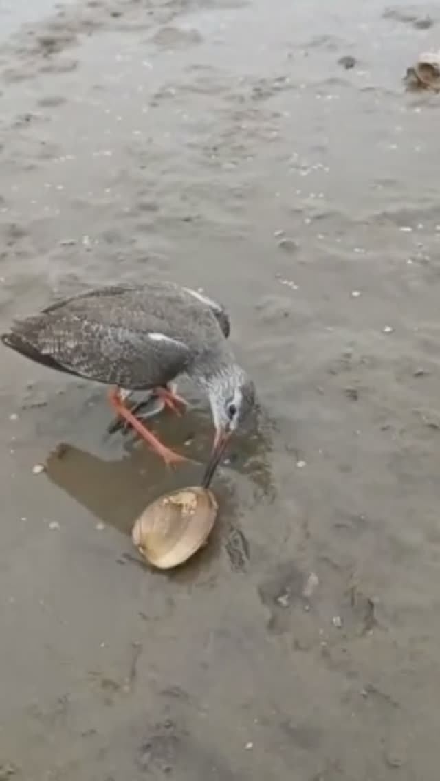 Моллюск зажал птичке клюв смотреть онлайн