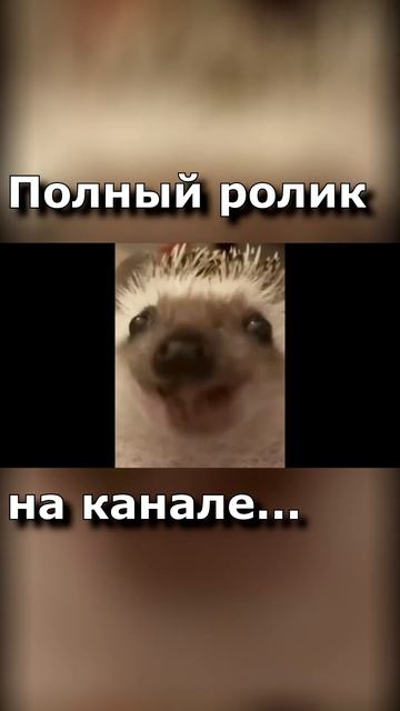 Боярышник #shorts #short #игры #game #SlopCatMLG #врек #рекомендации # смотреть онлайн