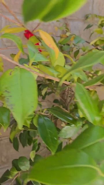 🌺🌺🌺 Розы на углу отеля‼️🌺🌺🌺 #красивыецветы #цв? смотреть онлайн