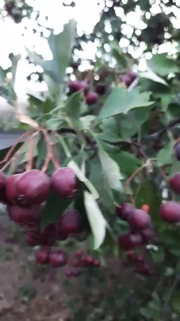 17 сентября 2024 г. #Боярышник